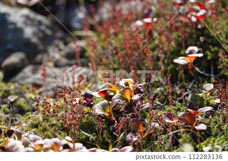 Wine-colored Urashima azalea 112283136