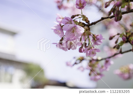 春天的櫻花,背景虛化和明亮的光線 春天的櫻花,背景虛化和明亮的光線 112283205