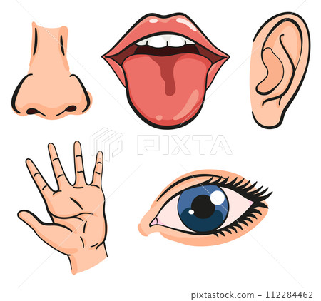 Cartoon sensory organs icons. Nose, ear, hand, tongue and eye. Five human senses education concept. Vector illustration isolated on white background 112284462