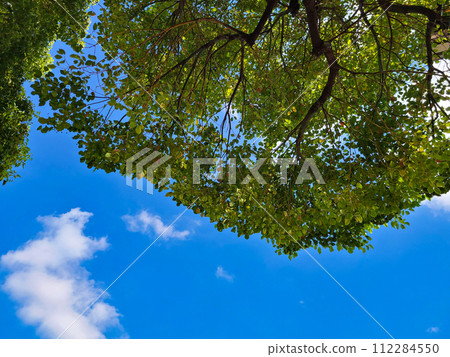 looking up at the summer sky 112284550