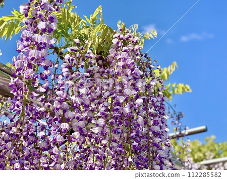 Gomankoku Wisteria in full bloom against the blue sky (Okazaki Castle Park (Gomankoku Wisteria Trellis)/Okazaki City, Aichi Prefecture) 112285582