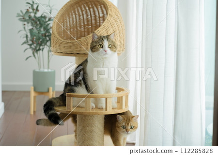 happy with cat concept with scottish and british cat play on cat house  with modern home decoration background 112285828