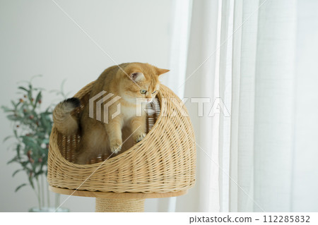 happy with cat concept with british cat play on cat house  with modern home decoration background 112285832