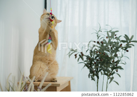 happy with cat concept with british cat play on wood table with modern home decoration background happy with cat concept with british cat play on wood table with modern home decoration background 112285862