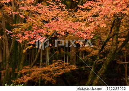 Autumn leaves spreading in the garden 112285922