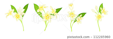 Plumeria Flower with Stem as Exotic Tropical Flora Vector Set Plumeria Flower with Stem as Exotic Tropical Flora Vector Set 112285960