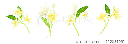 Plumeria Flower with Stem as Exotic Tropical Flora Vector Set 112285961