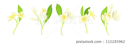 Plumeria Flower with Stem as Exotic Tropical Flora Vector Set 112285962