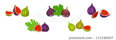 Fresh Green and Purple Fig Fruit Vector Set 112286007