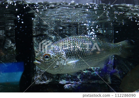 滿身泡泡的大嘴鯉魚 滿身泡泡的大嘴鯉魚 112286090
