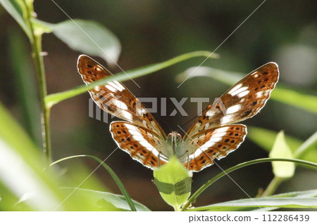 A butterfly with its wings open (front) 112286439