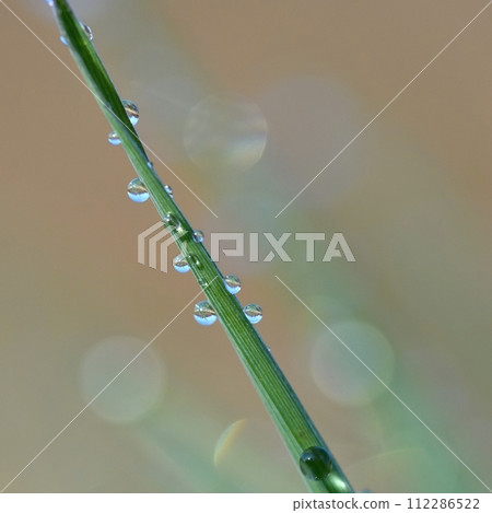 Spring. Beautiful natural background of green grass with dew and water drops. Seasonal concept - morning in nature. 112286522