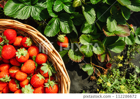 Overhead view of Strawberries in Basket 112286672