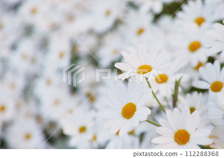 Flowers, daisies and field in garden closeup, environment and park in summer. Leaves, chamomile plant and meadow in nature outdoor for growth, ecology and natural floral bloom in the countryside Flowers, daisies and field in garden closeup, environment and park in summer. Leaves, chamomile plant and meadow in nature outdoor for growth, ecology and natural floral bloom in the countryside 112288368
