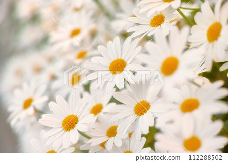 Flowers, chamomile and field in garden, environment and park in summer. Leaves, daisies and plants at meadow in nature outdoor for growth, ecology and floral bloom in the countryside with closeup Flowers, chamomile and field in garden, environment and park in summer. Leaves, daisies and plants at meadow in nature outdoor for growth, ecology and floral bloom in the countryside with closeup 112288502
