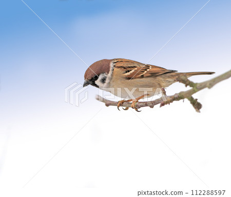 Garden tree sparrow, branch and bird with sky, balance and feather for rest with ornithology. Eurasian, autumn and season with closeup, wildlife and ecosystem alone in outdoor nature environment 112288597