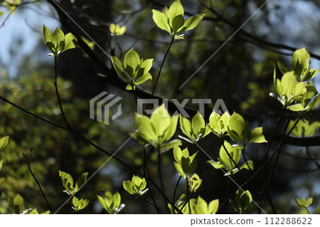 Young leaves of rhubarb shining in the backlight 112288622