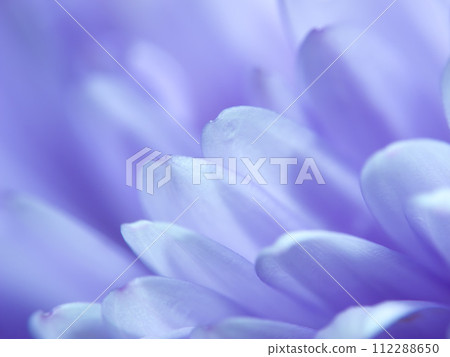 Macro, flower and petals with garden and nature, environment with natural background and Spring time. Closeup of plant, gardening or landscaping with blossom, botanical and ecology for growth Macro, flower and petals with garden and nature, environment with natural background and Spring time. Closeup of plant, gardening or landscaping with blossom, botanical and ecology for growth 112288650