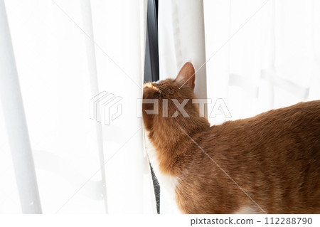 Cat entering the gap between the curtains, brown tabby white 112288790