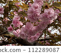 Double cherry blossoms with beautiful pink petals 112289087
