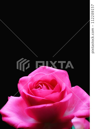 Rose, flower and romance in studio for valentines day, sustainability and black background. Plant, petals and mockup space for nature, bloom and celebration of love for anniversary and decoration 112289157