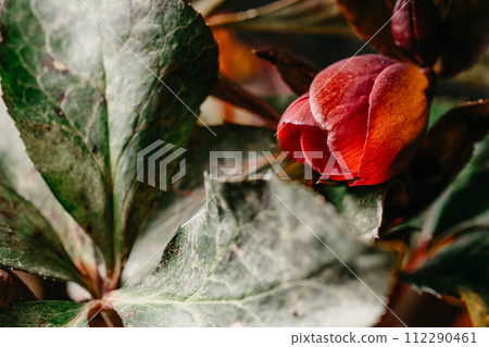 first spring flowers, detail of blooming helleborus orientalis in the garden in the rays of the sun 112290461