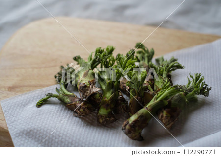 3月初鱈魚幼魚發芽 112290771