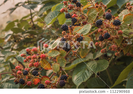 Black ripe and red ripening blackberries on green leaves background. 112290988