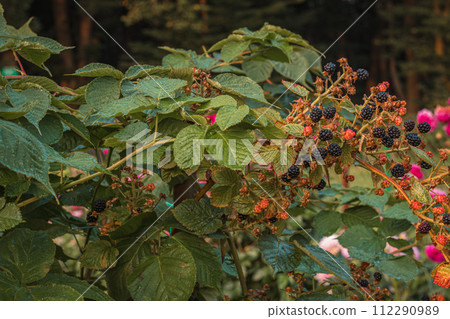 Black ripe and red ripening blackberries on green leaves background. Black ripe and red ripening blackberries on green leaves background. 112290989