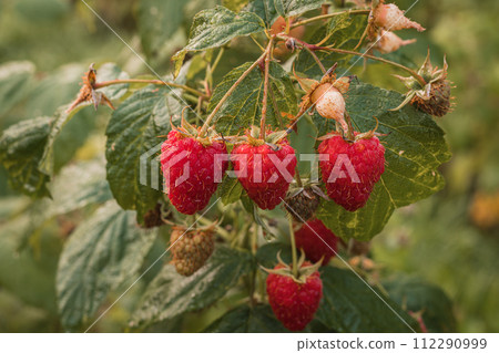 ripe raspberries in a garden on a green background ripe raspberries in a garden on a green background 112290999