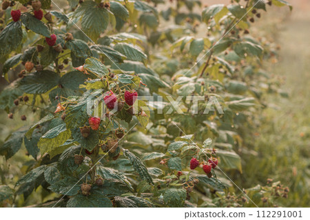 ripe raspberries in a garden on a green background 112291001