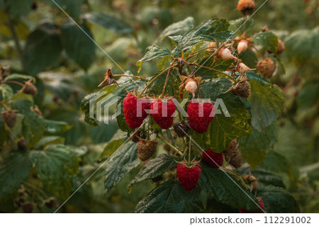 ripe raspberries in a garden on a green background 112291002