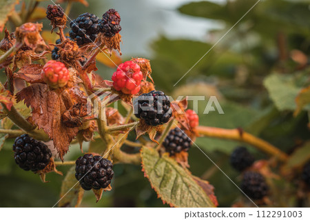 Black ripe and red ripening blackberries on green leaves background. 112291003