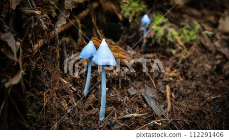 Three fairytale like blue mushrooms on the forest ground detail shot, New Zealand 112291406