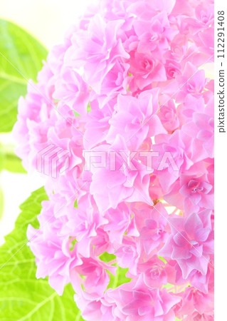 粉紅色的繡球花，密密麻麻的雙花，明亮的背景 112291408