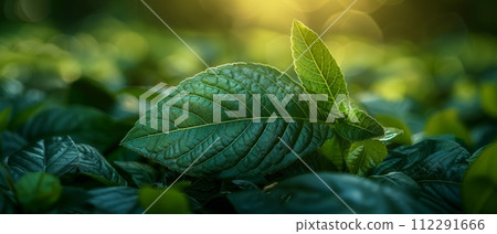 AI-generated content. A green leaf on a blurred greenery background. Beautiful leaf texture in sunlight. Natural plants landscape, ecology. Closeup nature view with ample space for text. Natural green 112291666