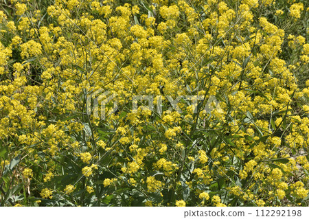 Rape blossoms of Kamogawa 112292198