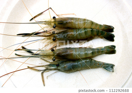 Freshly Caught Freshwater Prawns on an Old White Plate 112292688
