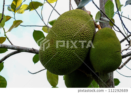 Jackfruit Fruits Growing on the Tree in Sarawak Borneo 112292689