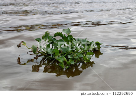 Water Hyacinth Plant in a River in Sarawak Borneo Malaysia 112292690
