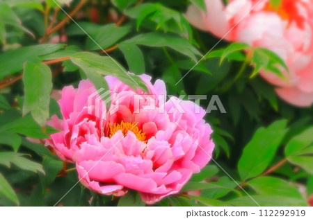 Bright pink peony flower 112292919