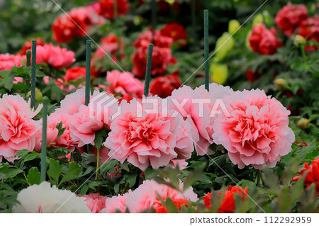華麗的粉紅色和紅色牡丹花 華麗的粉紅色和紅色牡丹花 112292959