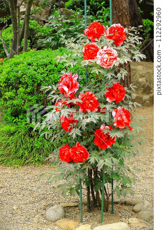 充滿活力的牡丹花 112292960