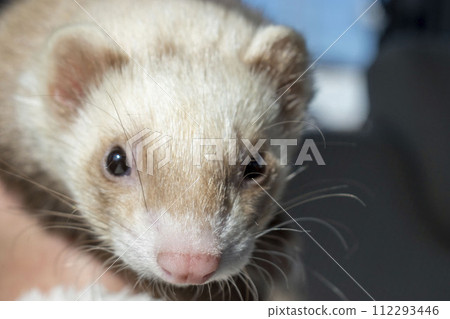 盯著雪貂 112293446