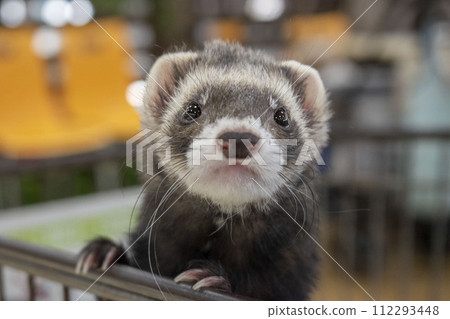 Staring Ferret Staring Ferret 112293448