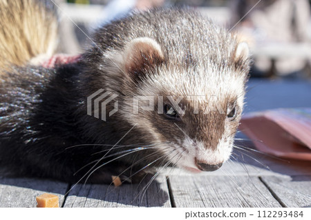 雪貂吃食物 112293484