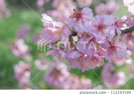 沐浴在春天陽光下的河津櫻花 112293599