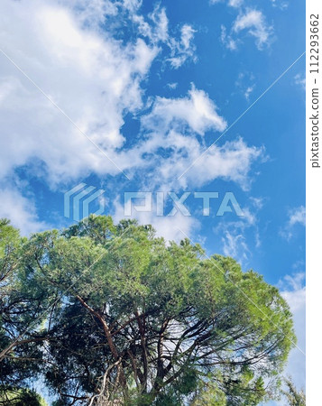 A tree stands tall against a blue sky with fluffy clouds A tree stands tall against a blue sky with fluffy clouds 112293662