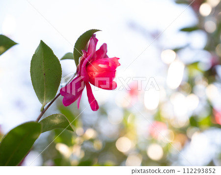 Sightseeing in the garden 112293852