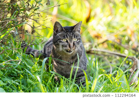 A stray cat with a brown tabby pattern in the grass of a natural park A stray cat with a brown tabby pattern in the grass of a natural park 112294164